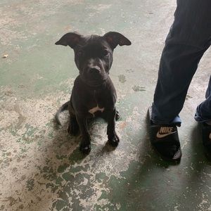 Meet your Posher, Douglas